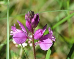 Polygala nicaeensis