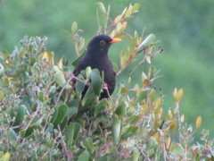 Turdus merula