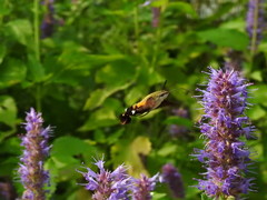 Macroglossum bombylans