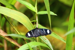 Hypocrita fenestraria