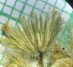Blumea oxyodonta
