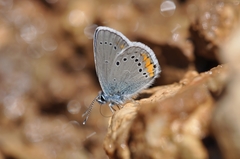 Cyaniris semiargus helena