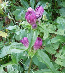 Gentiana pannonica