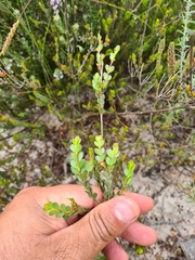 Stylapterus fruticulosus