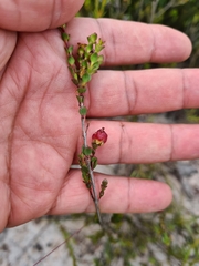 Stylapterus fruticulosus