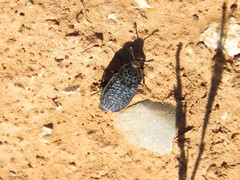 Thanatophilus rugosus