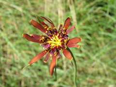 Tragopogon crocifolius