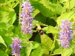 Macroglossum bombylans