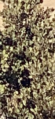 Arbutus arizonica