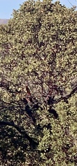 Arbutus arizonica