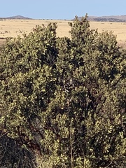 Arbutus arizonica