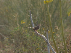 Prinia buchanani