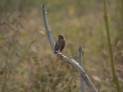 Prinia buchanani
