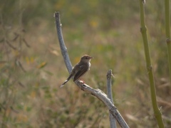 Prinia buchanani