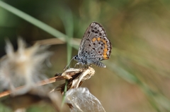 Pseudophilotes bavius