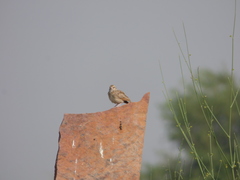 Mirafra javanica