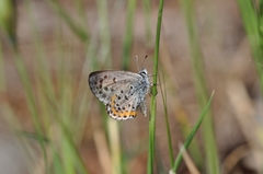 Pseudophilotes bavius