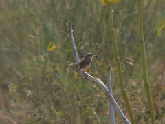 Prinia buchanani