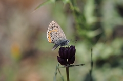 Pseudophilotes bavius