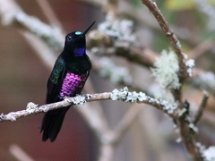 Coeligena helianthea