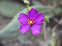 Cistanthe cachinalensis
