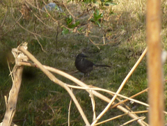 Toxostoma curvirostre