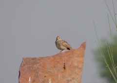 Mirafra javanica