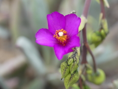 Cistanthe cachinalensis