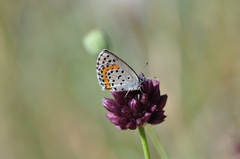Pseudophilotes bavius