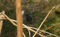 Toxostoma curvirostre