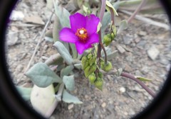 Cistanthe cachinalensis