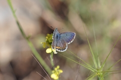 Pseudophilotes bavius