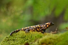 Corsican Fire Salamander photo 2