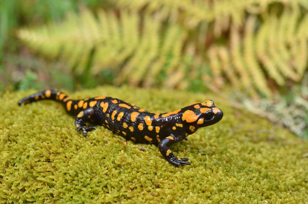 Corsican Fire Salamander