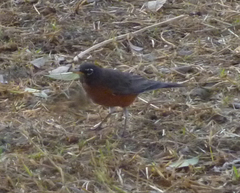Turdus migratorius