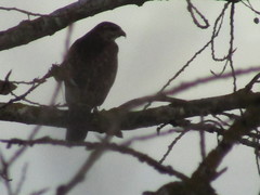 Buteo buteo