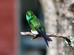 Eriocnemis cupreoventris