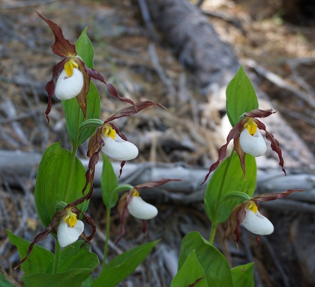 Cypripedium montanum