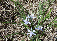 Androstephium coeruleum