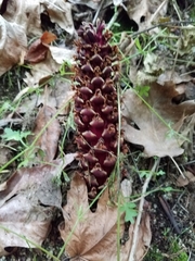 Kopsiopsis strobilacea