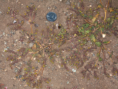 Phacelia monoensis