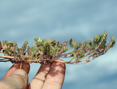 Phacelia monoensis