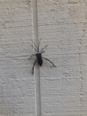 Acanthocephala declivis