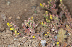 Phacelia monoensis