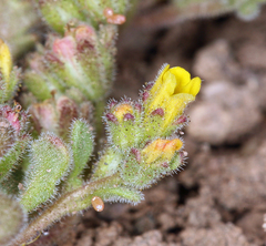 Phacelia monoensis