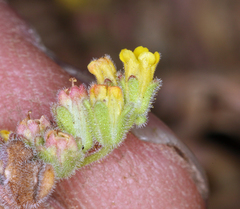 Phacelia monoensis