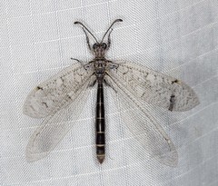 Protoplectron venustum