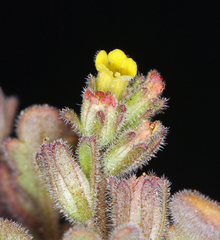 Phacelia monoensis