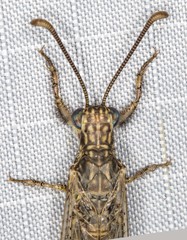 Distoleon bistrigatus