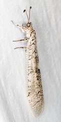 Protoplectron venustum